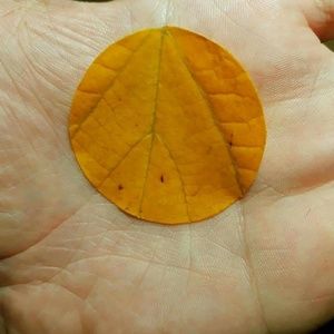 Meet your Posher, Brandy